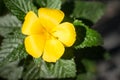 Sage RoseÃ£â¬ÂYellow AlderÃ£â¬ÂYellow Buttercups Turnera ulmifolia